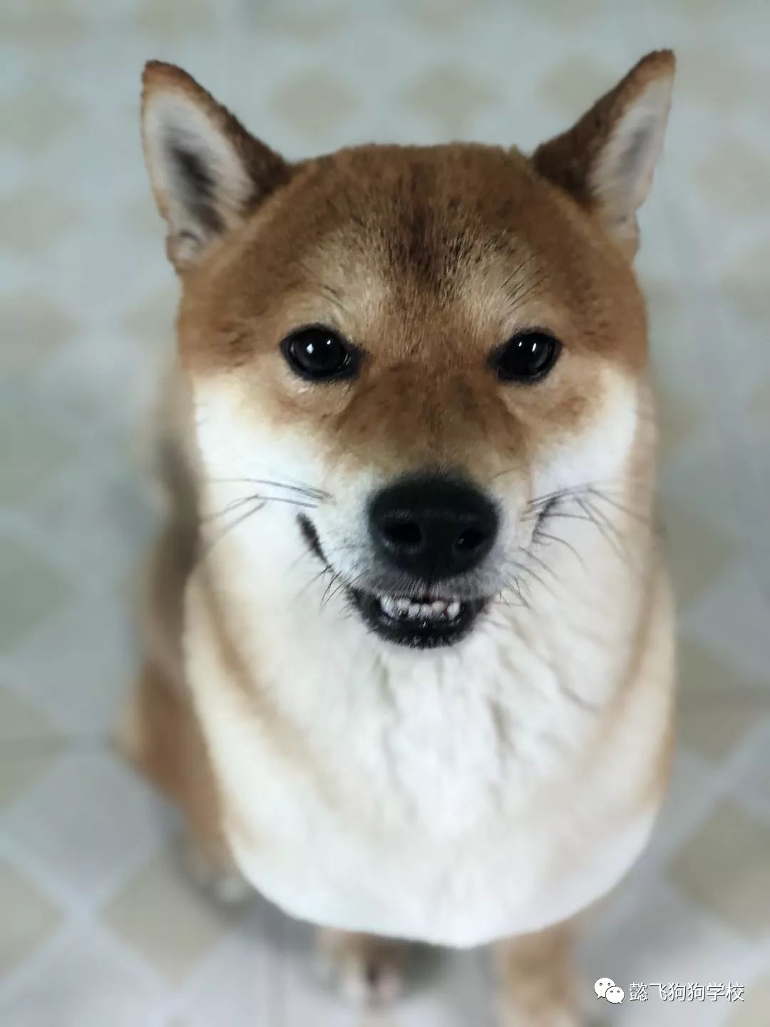 喜羊羊与灰太狼之兔年顶呱呱