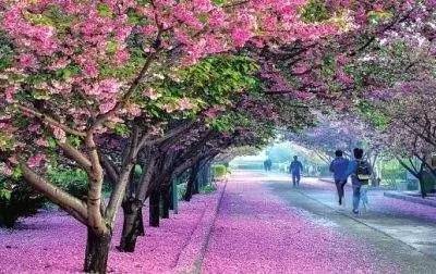 养鬼吃人4：血统