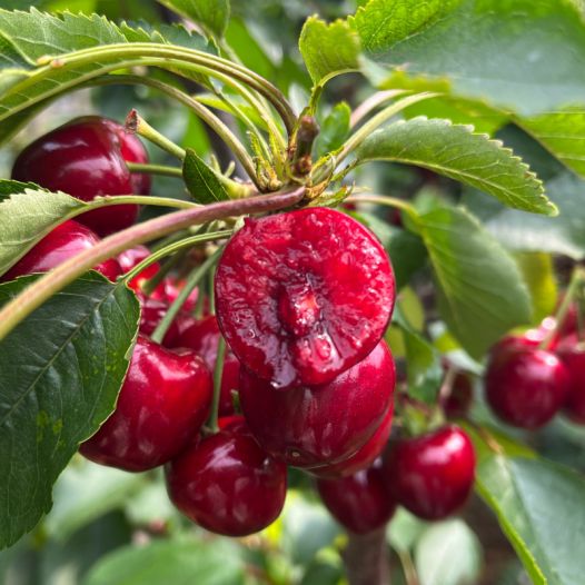 回魂夜(粤语版)